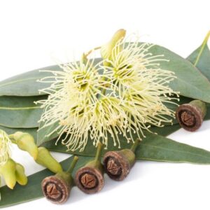Eucalyptus essential oil 10ml