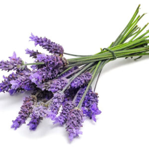 Lavender essential oil 10ml
