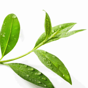 Tea tree essential oil 10ml