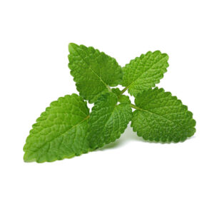 Melissa Essential oil 10ml